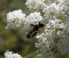 Syritta pipiens (Linnaeus, 1758)