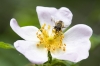 Syrphidae sp. Syrphidae sp.