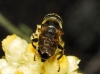 Syrphinae