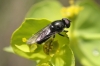 Syrphinae