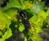 Syrphinae