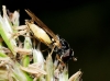 Syrphinae