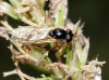 Syrphinae