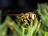 Syrphinae
