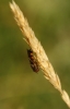 Syrphinae