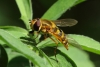 Syrphus ribesii (Linnaeus, 1758)