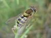 Syrphus sp. Syrphus sp.