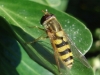Syrphus sp. Syrphus sp.