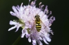 Syrphus sp.? Syrphus sp.?