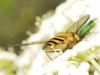 Syrphus sp. Fabricius, 1775 Syrphus sp. Fabricius, 1775