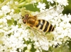 Syrphus sp. Fabricius, 1775 Syrphus sp. Fabricius, 1775