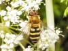 Syrphus sp. Fabricius, 1775 Syrphus sp. Fabricius, 1775
