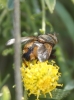 Tachina (Eudoromyia) cf. magnicornis (Zetterstedt, 1844)