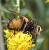 Tachina (Eudoromyia) cf. magnicornis (Zetterstedt, 1844)