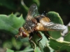 Tachina (Eudoromyia) fera (Linnaeus, 1761)