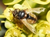 Tachina (Eudoromyia) fera (Linnaeus, 1761)