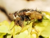 Tachina (Eudoromyia) fera (Linnaeus, 1761)