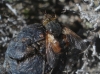 Tachina (Eudoromyia) sp.