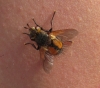 Tachina (Eudoromyia) sp.