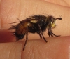 Tachina (Eudoromyia) sp.