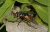 Tachina (Eudoromyia) sp. Bezzi, 1906