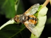 Tachina (Eudoromyia) sp. Bezzi, 1906