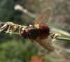 Tachina (Eudoromyia) sp. Bezzi, 1906