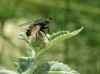 Tachina magnicornis