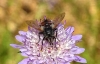 Tachinidae 1 de 2