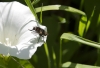 Tachinidae