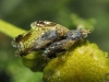 Tephritis divisa Rondani, 1871