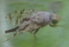 Tephritis postica (Loew, 1844)