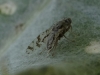 Tephritis postica (Loew, 1844)