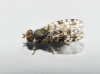 Tephritis praecox (Loew, 1844)