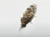 Tephritis praecox (Loew, 1844)