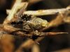 Tephritis pulchra/carmen