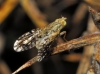 Tephritis pulchra/carmen