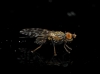 Tephritis sp. Latreille, 1804