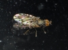 Tephritis sp. Latreille, 1804