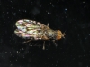 Tephritis sp. Latreille, 1804