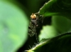 Tephritis praecox