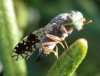 Tephritis pulchra