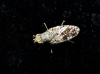 Tephritis sp.