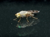 Tephritis sp.