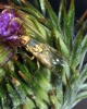 Terellia (Cerajocera) lappae (Cederhielm, 1798)