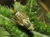 Terellia serratulae (Linnaeus, 1758)