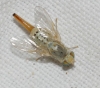 Terellia (Terellia) longicauda