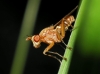 Tetanocera arrogans Meigen, 1830