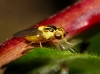 Thaumatomyia cf. notata (Meigen, 1830)