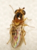 Thaumatomyia sp. ? 1/2 Thaumatomyia sp. ? 1/2